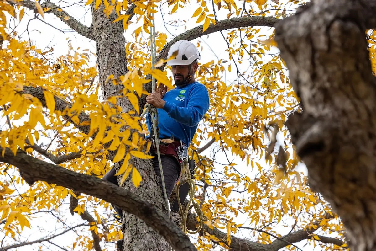 Skilled Tree Trimming crew working in Orlando