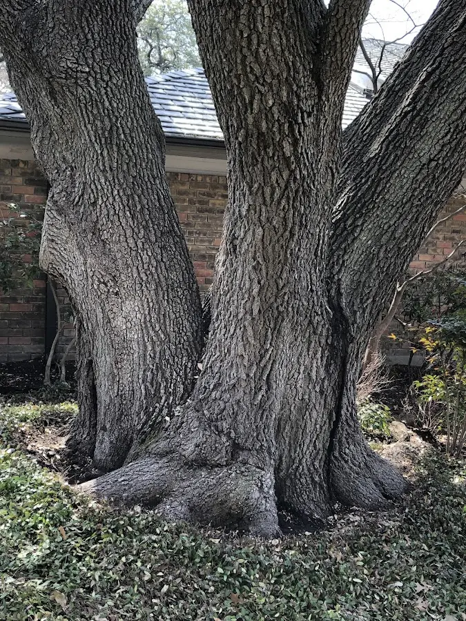 Mature heritage tree close to a Orlando property cared for by certified arborists